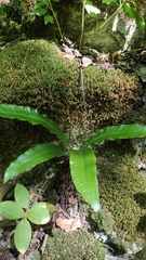 Asplenium scolopendrium