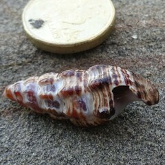 Batillaria australis