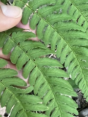 Dryopteris marginalis