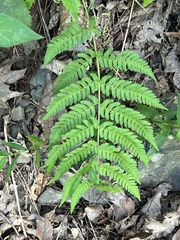 Dryopteris marginalis
