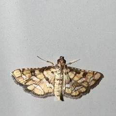 Hileithia magualis