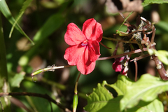 Impatiens hawkeri