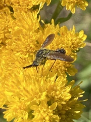 Lepidophora