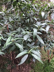 Prostanthera lasianthos