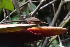 Melilestes megarhynchus