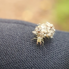 Chrysopidae
