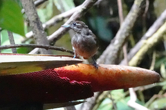 Cicinnurus magnificus