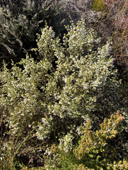 Erica suffulta