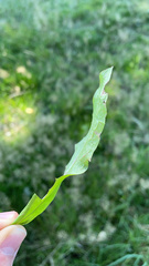 Rumex acetosa
