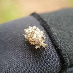Chrysopidae