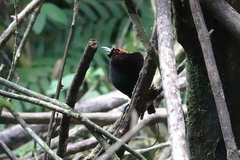Cicinnurus magnificus
