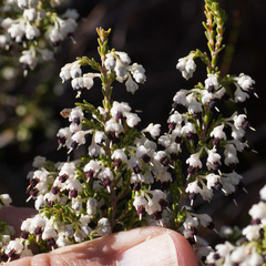 Erica suffulta