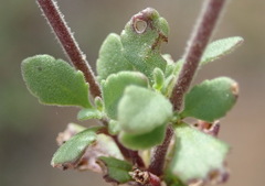 Chaenostoma campanulatum