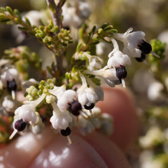 Erica suffulta