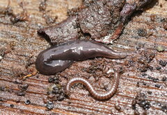 Platydemus victoriae