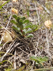 Hermannia trifoliata