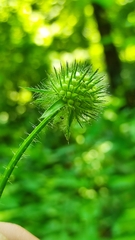 Dipsacus pilosus