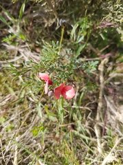 Indigofera heterophylla