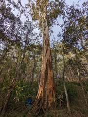 Eucalyptus major