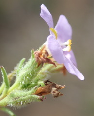 Chaenostoma campanulatum