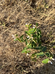 Apocynum androsaemifolium