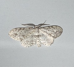 Pimaphera sparsaria