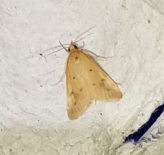 Achyra nudalis