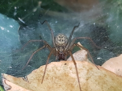 Eratigena atrica