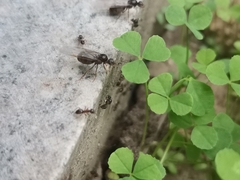 Formicidae