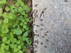 Formicidae