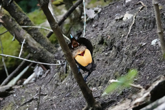 Cicinnurus magnificus