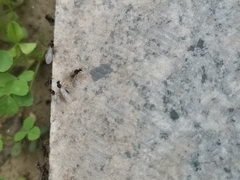 Formicidae