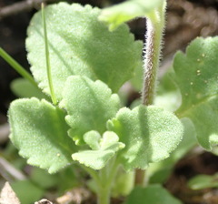 Chaenostoma campanulatum