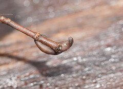 Platydemus victoriae