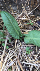 Rumex obtusifolius