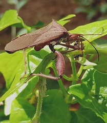 Mictis longicornis