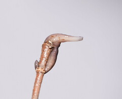 Platydemus victoriae