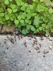 Formicidae