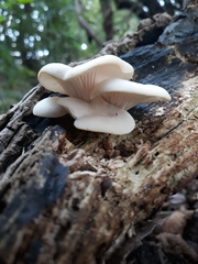 Pleurotus ostreatus
