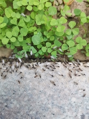 Formicidae