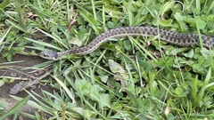 Thamnophis elegans vagrans