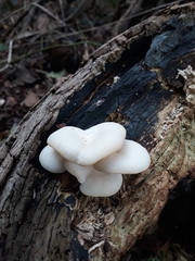 Pleurotus ostreatus