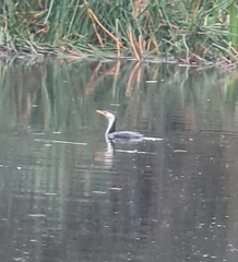 Microcarbo melanoleucos