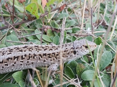 Lacerta agilis