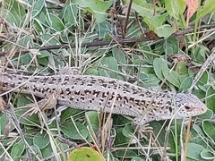Lacerta agilis