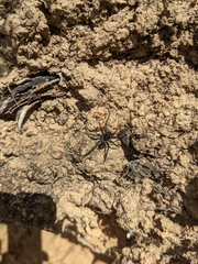 Nyssus coloripes