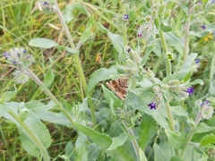 Euclidia glyphica