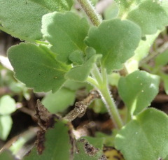 Chaenostoma campanulatum