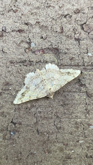 Psamatodes abydata