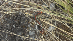 Hyles euphorbiae